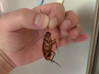 黄埔控制有害生物公司高楼层的蟑螂从哪里来的