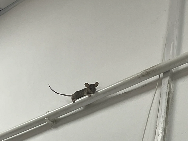 文冲控制有害生物6种超实用的“老鼠怕”用法