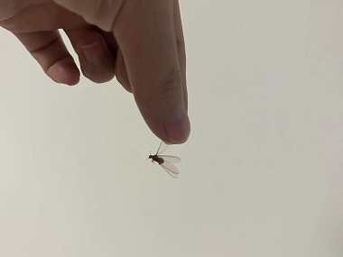 红山预防白蚁机构出现长翅白蚁，务必提高警惕！